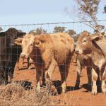 Best Price Superior Quality Goat Wire Fence Hot Sale/Hot Dipped Galvanized Goat