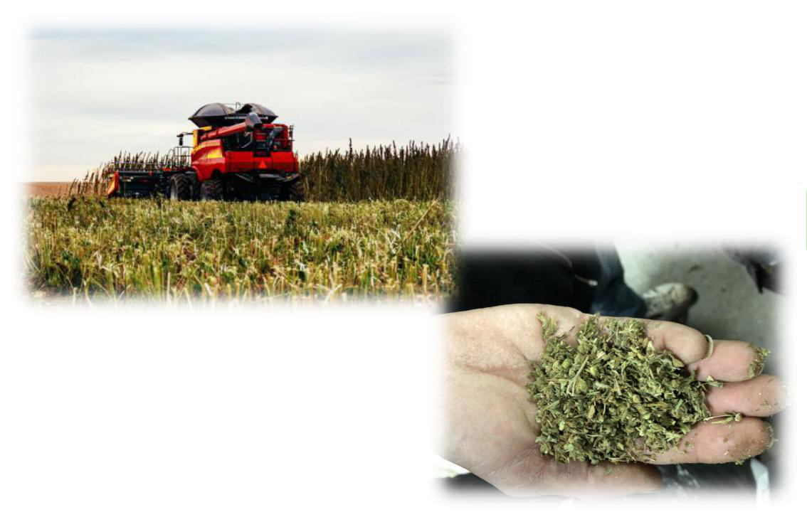 Automatic Continuous GMP CBD Extraction Equipment