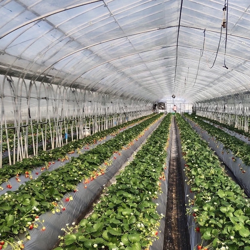 Chinese Origin Single-Span Arches Greenhouse Setup