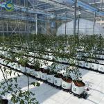 Sainpoly Tomato Greenhouse Agricultural Greenhouses For Vegetable Production