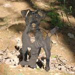 Weather Resistant Garden Metal Ornaments Decoration Yard Dog Shape