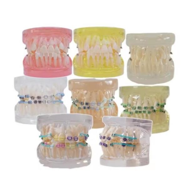 Multi Color Human Teeth Model For Study Dental Orthodontic Teeth Model With Bracket