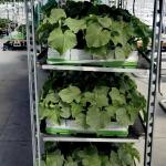 1350x565x1900mm Display Plant Flower Cart Nursery Cart With 5 Levels