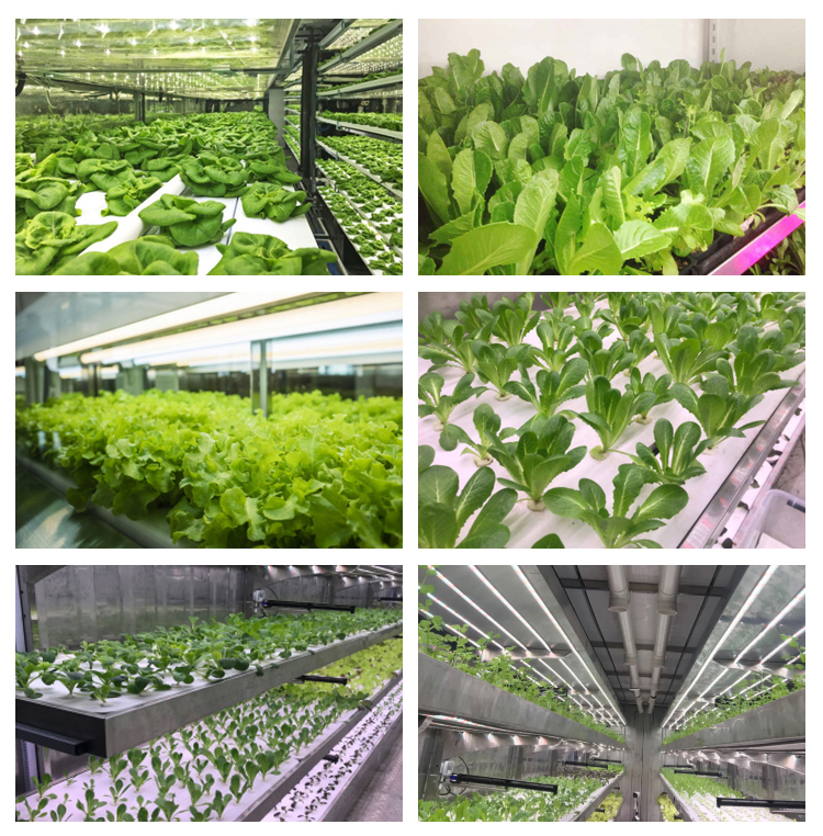Temperature Climate Control 40 Foot Container Hydroponic Farm Greenhouse Agricultural Growing System