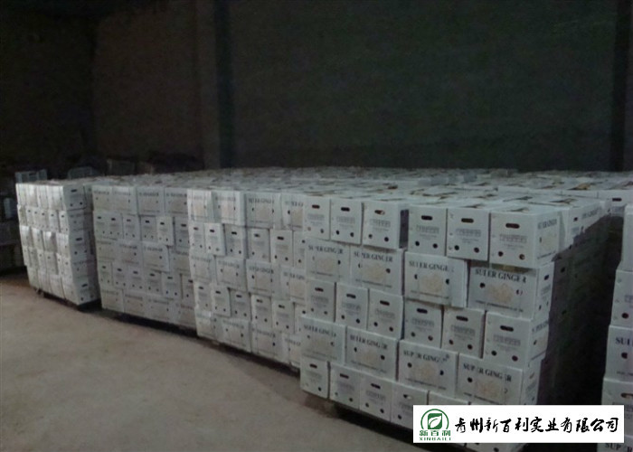 150 - 300 G / Per Fresh Yellow Ginger Sell To Supermarket And Wholesaler