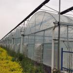 Agricultural Vegetable Green House Multi-span Tomato Greenhouse For Fruits