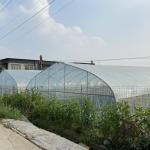 48mm Arch Pipe 150 Micron Agriculture Plastic Film Covered Single Tunnel