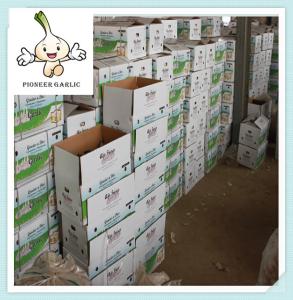 Wholesale 2016 China White Garlic Price Red Garlic for Brazil chinese normal white garlic from china suppliers
