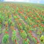 Seasoning Dried Guajillo Chili Peppers Pungent Flavor A Grade