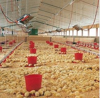 Incubator Infrared Gas Brooder CE Certificated For Chick Animal Husbandry