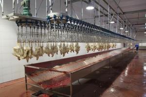 China Broiler Layer Automatic Slaughtering Machine Farms Stainless Steel Chicken Slaughter on sale