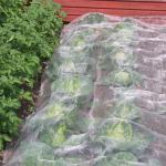 China white greenhouse anti insect barrier net bags nylon net bag for grapes