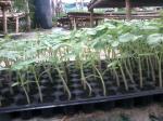 plastic Plant Growing Trays plant seeding tray plastic growing trays with 32,50