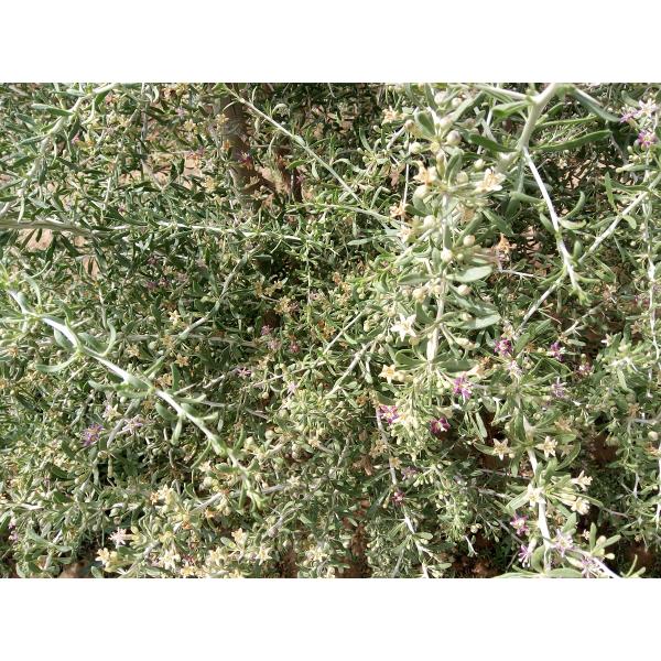 Amorberry Organic Black Goji Berries/Black Lycium Wolfberry Antioxidant Tea