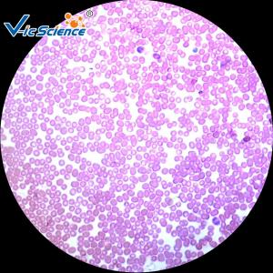 Wholesale Educational Prepared Histology Lab Slides 100pcs 76.2×25.4×(1.0-1.2) Mm from china suppliers