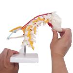 Spine Cervical Vertebra Full Size Medical Skeleton Nerves Posterior Occipital