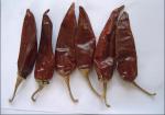 Seasoning Dried Guajillo Chili 180 ASTA Red Hot Chili Peppers