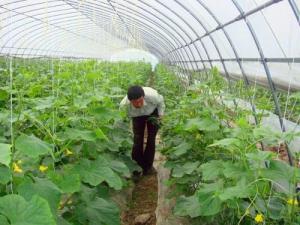 Wholesale Cucumber Plant Single Tunnel Greenhouse Cover Material Plastic Film 0.12 / 0.15 / 0.20mm from china suppliers