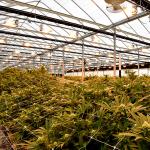 Light Dep Auto Blackout Greenhouse Single Tunnel Led Grow Lighting For Mushroom