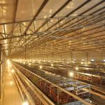 50000 Birds 5tiers Battery Chicken Cage Equipment Laying Hens Use ISO9001