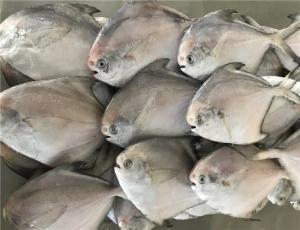Wholesale HACCP Certificated 300g 400g Fresh Frozen White Pomfret from china suppliers