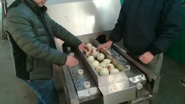 Double-Belt-3ton-Per-Hour-Onion-Root-Cutting-Machine