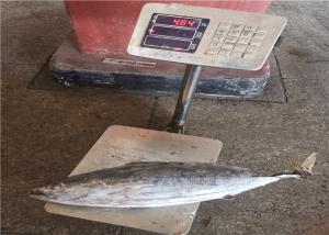 Wholesale Purse Seine Catch 3.4kg Frozen Skipjack For Canned Use from china suppliers