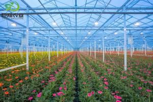 Wholesale Outdoor Shading Glasshouse for Humidity Control in Commercial Greenhouse Production from china suppliers