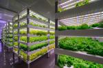 Hydroponic Shipping Container Greenhouse for Leafy Vegetables Affordable