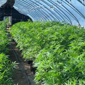 Wholesale Plastic Film Automated Led Grow Light Deprivation Greenhouse For Indoor Medical from china suppliers