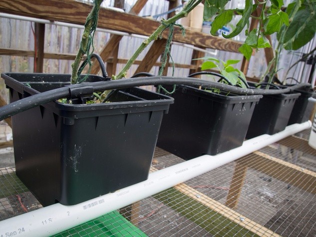 Hydroponic Growing System for Tomatoes in Dutch Bucket Easy Assembly and Efficiency