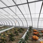 Large Innovative Agriculture Arches Tunnel Greenhouse Perfect for Year-Round