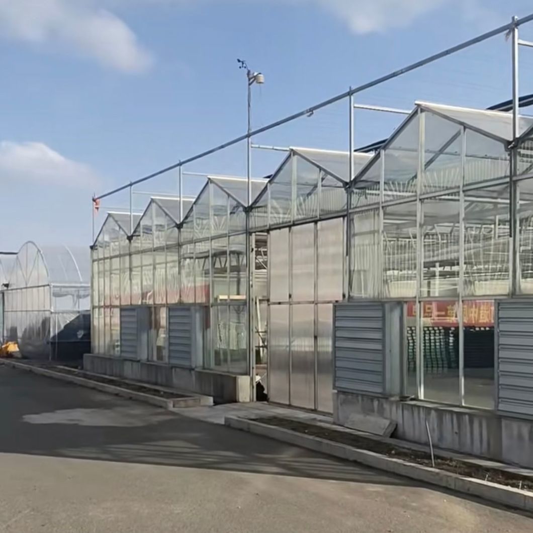 Reasonably Priced Glass Greenhouse for Vegetable Farming