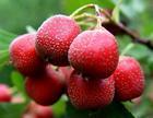 Hawthorn Fruit P.E. Total flavone5%-90%, Cardiovascular Health ,Promoting digest