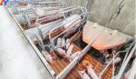Prefabricated Steel Frame Piggery House , Steel Structure Hog Shed