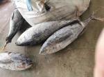 Whole Round 100% naturel BQF 20kg up Seafrozen Yellowfin Tuna