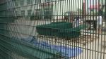 358 Prison Mesh Fencing