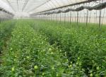 Economical Multi Span Greenhouse / Galvanized Steel Greenhouse High Wind