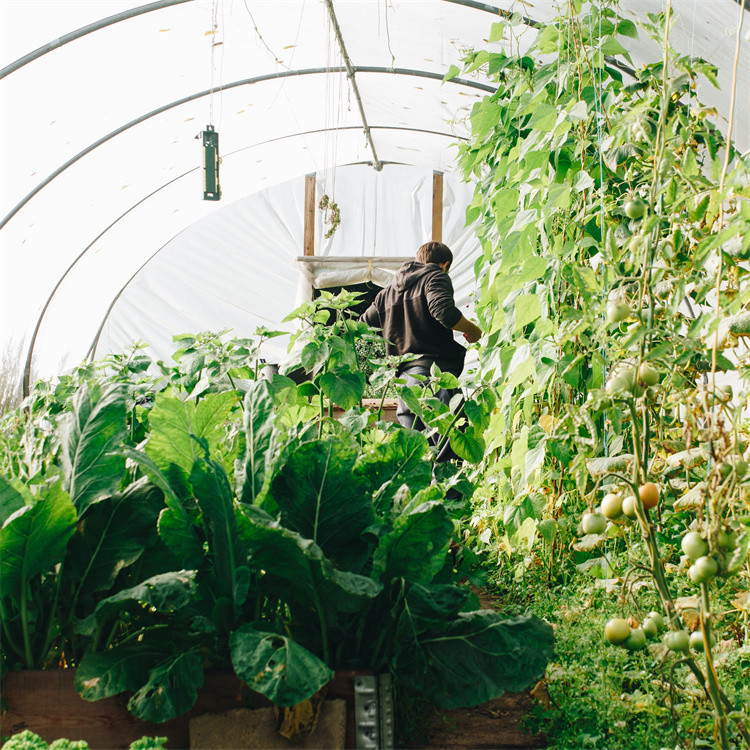 Tomato Plant Growth Tunnel Plastic Greenhouse Film Covering UV Treated
