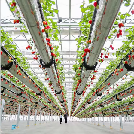 Large Scale Greenhouse Agricultural Green House Stable Structure Easily Assembled