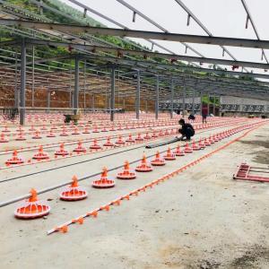 Wholesale 4 Pan/3m Poultry Farm Equipment 380v Automatic Feeding System from china suppliers