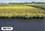 Landscape Pe Woven Geotextile Fabric Ground Cover 50-100gsm For Weed Control