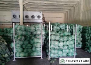 Wholesale Good Taste Chinese Round Cabbage , Small Green Cabbage 1 Kg / Per Size from china suppliers