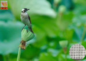 Wholesale Garden Plastic Bird Netting UV Stabilised , Square Plastic Bird Mesh Black Color from china suppliers