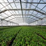30x100ft Single Span Greenhouse Light Deprivation System Blackout Greenhouse For