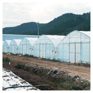 Wholesale Stable Structure Polyethylene Film Greenhouse / Vegetable Tomato Plant Greenhouse from china suppliers