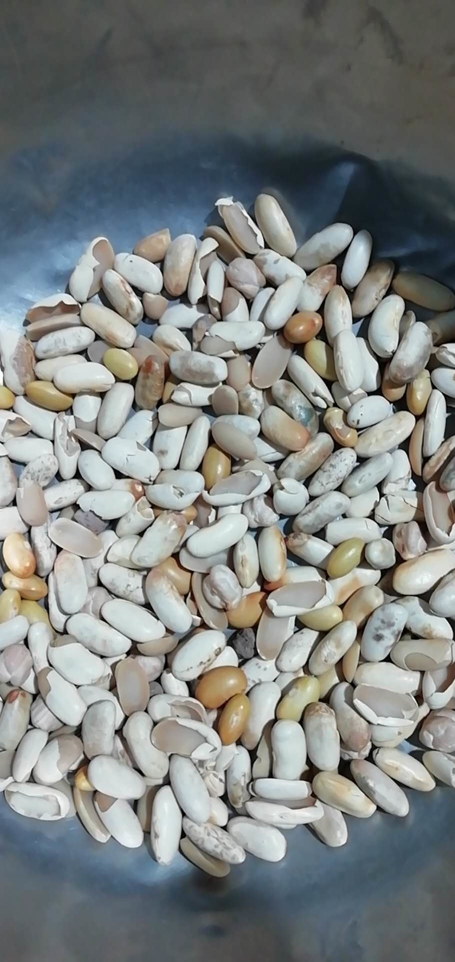 Canary Bean Color Sorter Machine Automatic Bean Color Sorter