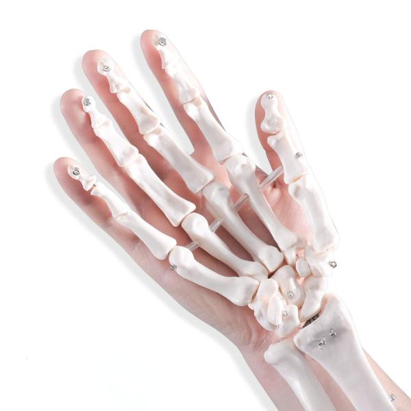 Human Life Size Finger Bone Flexible for Medical Demonstration Study Education