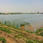 High Quality Clear UV Resistant Greenhouse Film Plastic Agriculture For
