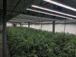 1200w Indoor Grow Lights Growers Republic 120 Degree Beam Angle